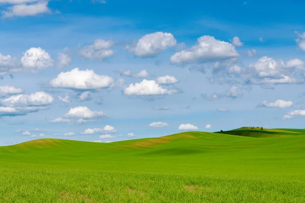 Rural Landscape Green Hills Blue Sky Fluffy White Clouds Palouse —  Fotos de Stock