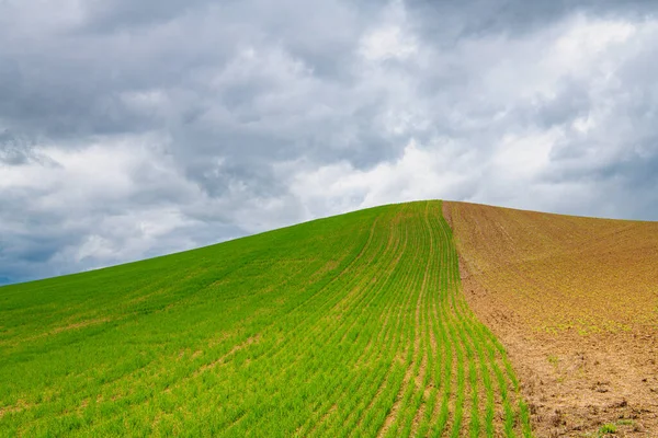 Agricultural Field Side Green Rows Spring Wheat Other Side Brown —  Fotos de Stock