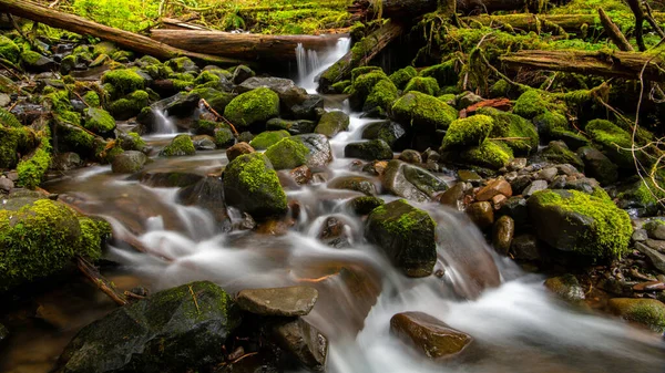 Clear Brook Flowing Moss Covered Rocks Olympic National Park Washington — Stock Photo, Image