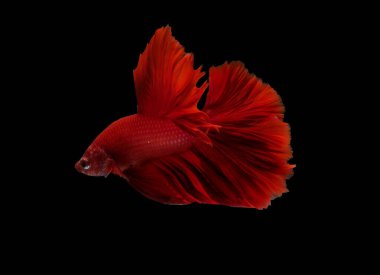 Siyah zemin üzerinde savaşan balıkların yan görüntüsü