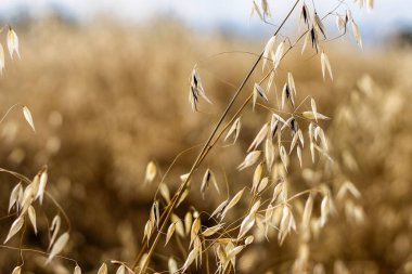 Close up view of oats in the field during summer.
