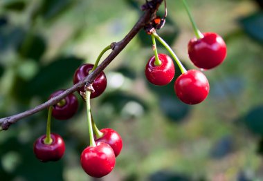 Yazın başında hasattan önce kiraz ağacından sarkan olgun kirazlar..