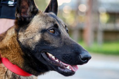 Genç Alman çoban köpeği portresi.