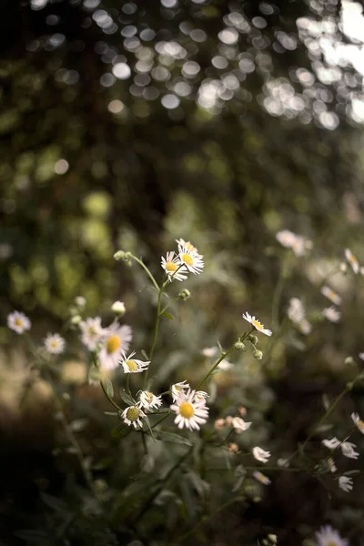 Chamomiles Green Grass Forest Vertical Image Close — Stockfoto