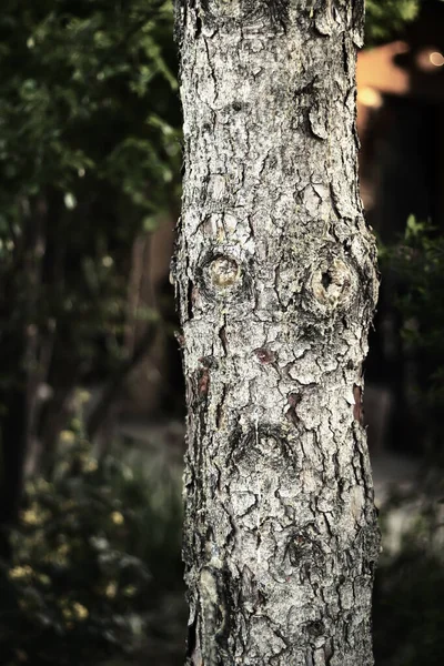 Gesicht Baum Foto Vom Echten Leben Ent — Stockfoto