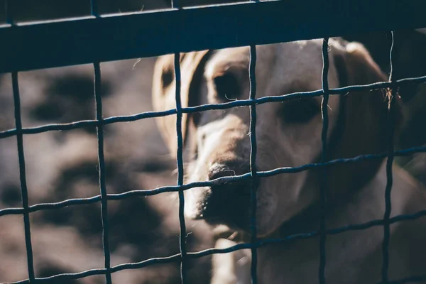 Sad dog sitting behind the metal fence in a refuge. Animal abuse concept, focus on the fence.