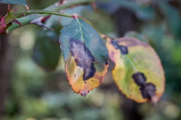 Image of common rose tree disease in the early spring known as Black Spot. Close up, focus on the leaf.