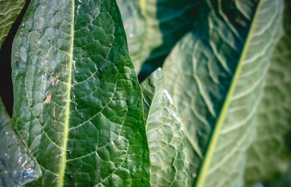 Big leaves of edible Rumex patientia in the spring, also known as patience dock, garden patience, herb patience or monk\'s rhubarb. Close up, copy space, leaf texture with venation.