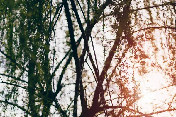 Silhouette and sun rays through the branches of weeping willow tree. Salix babylonica in the sunset.