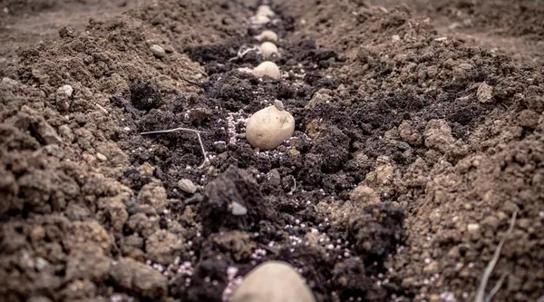 Patates tüplerini toprağa ektim. Patatesleri ekmek için, gübrelenmiş patates odunlarını toprağa ektim. Bahçe sezonu için bahar hazırlıkları, kapanış, mevsimlik işler.