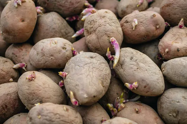 Patates tüplerini filizlendirin. Ekmek için eski kahverengi patatesler, yığın içinde patates yumrusu. Bahçe sezonu için bahar hazırlıkları, makro çekim, mevsimlik işler..
