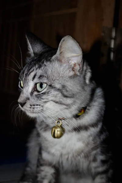 Cat Cool Face Necklace His Neck — Foto Stock