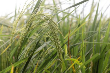 Paddy. Pirinç bitkisi pirinç yemeğinin temel bileşenidir.