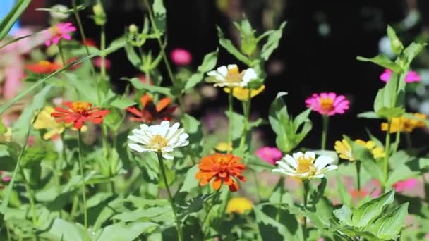 Different Colors Zinnia Flowers Garden — Stockvideo