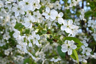 açan beyaz çiçekler, bahar mevsimi