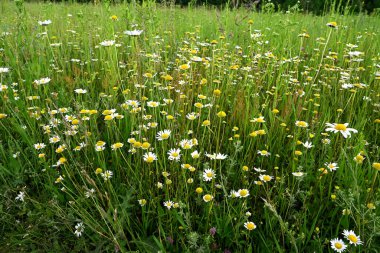 Yeşil çayırda beyaz papatyalar 