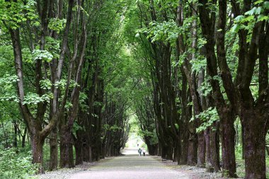 Şehir ormanında yeşil ağacı olan bir parkın içinden güzel bir manzara.