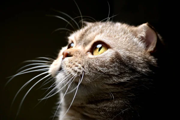 Katze Sieht Gerade Aus Nahaufnahme Porträt Auf Schwarzem Hintergrund — Stockfoto