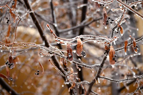 Close View Frozen Tree Winter — 图库照片