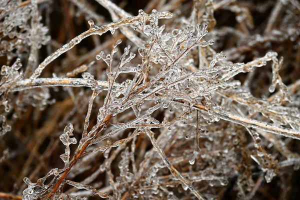 Close View Frozen Plant Winter — Stockfoto
