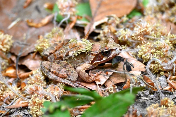 Forest Frog Hiding Leaves — 스톡 사진
