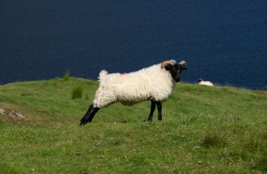 black headed sheep on the Irish coast with a lake in the background in Connemara