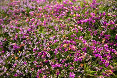 multitude of small wild pink flowers blooming in the summer in Ireland