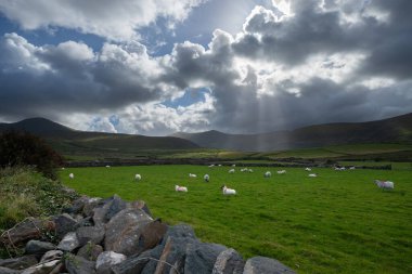 Panoramic illustration showing raised hands of men and women. Voting, freedom and diversity concept. On gray background