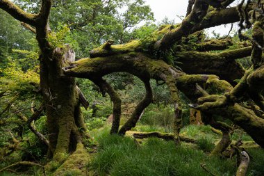 Panoramic illustration showing raised hands of men and women. Voting, freedom and diversity concept. On gray background