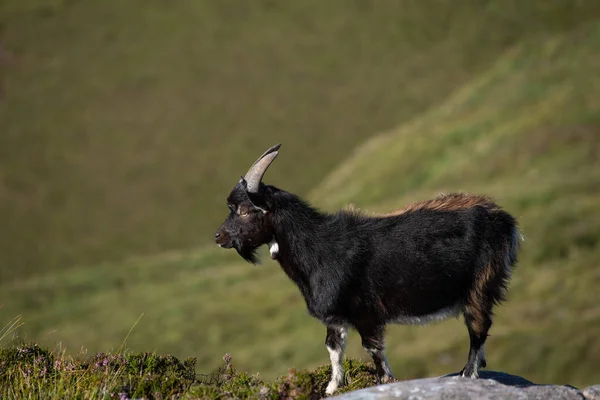 Panoramic illustration showing raised hands of men and women. Voting, freedom and diversity concept. On gray background