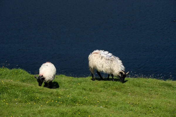 black headed sheep on the Irish coast with a lake in the background in Connemara
