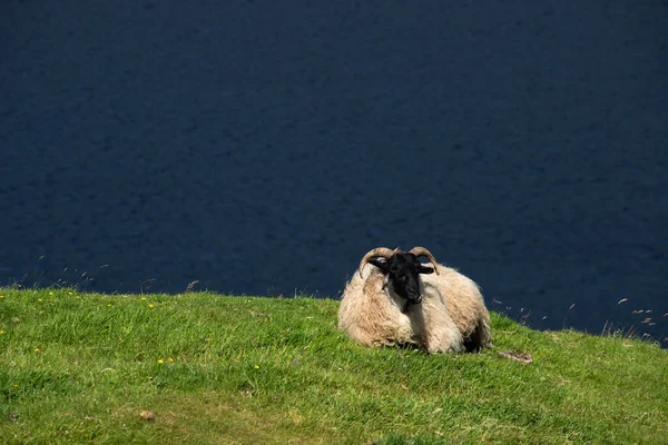 black headed sheep on the Irish coast with a lake in the background in Connemara
