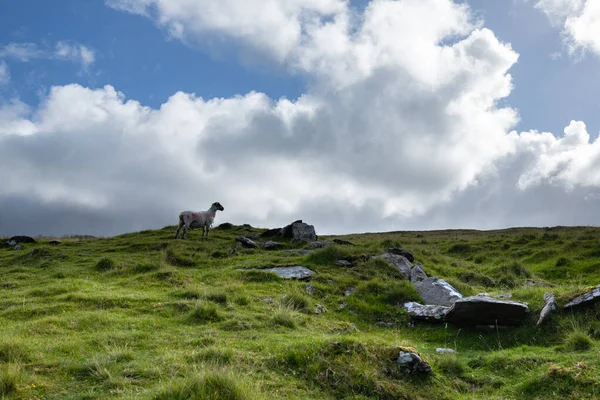 Panoramic illustration showing raised hands of men and women. Voting, freedom and diversity concept. On gray background