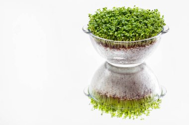 Bardakta turp mikroyeşil filizler, şeffaf, büyümek için biçimli. Beyaz, aynalı arkaplan.