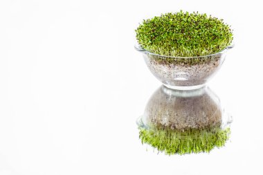 Bir bardakta mikro yeşil karabuğday filizi, büyümek için şeffaf bir kap. Beyaz, aynalı arkaplan.