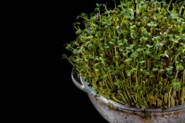 Bardakta mikroyeşil lahana filizleri, büyümek için şeffaf bir form. Siyah, parlak arkaplan.