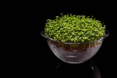 Bardakta turp mikroyeşil filizler, şeffaf, büyümek için biçimli. Siyah, parlak arkaplan.