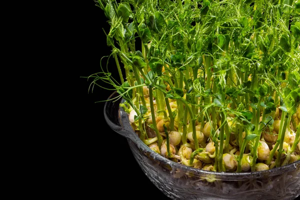 Sprouts of microgreen peas in a glass, transparent container for growing. Black, glossy background.