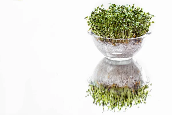 Microgreen Sprouts Red Cabbage Glass Transparent Form Growing White Mirrored — Stock Photo, Image