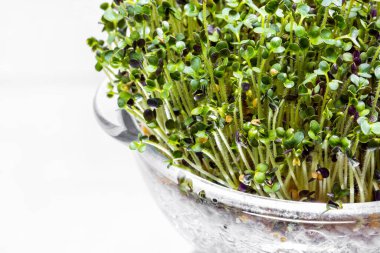 Bardakta mikroyeşil lahana filizleri, büyümek için şeffaf bir form. Beyaz, aynalı arkaplan.