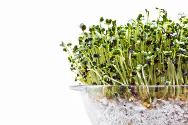 Bardakta mikroyeşil lahana filizleri, büyümek için şeffaf bir form. Beyaz, aynalı arkaplan.