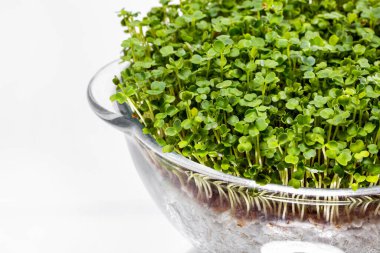 Bardakta turp mikroyeşil filizler, şeffaf, büyümek için biçimli. Beyaz, aynalı arkaplan.