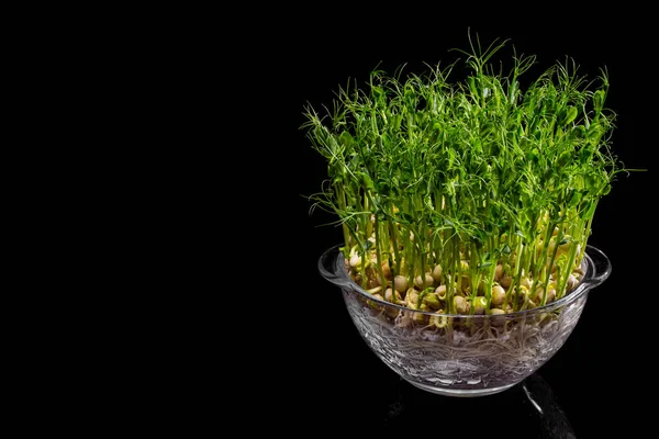 Sprouts of microgreen peas in a glass, transparent container for growing. Black, glossy background.