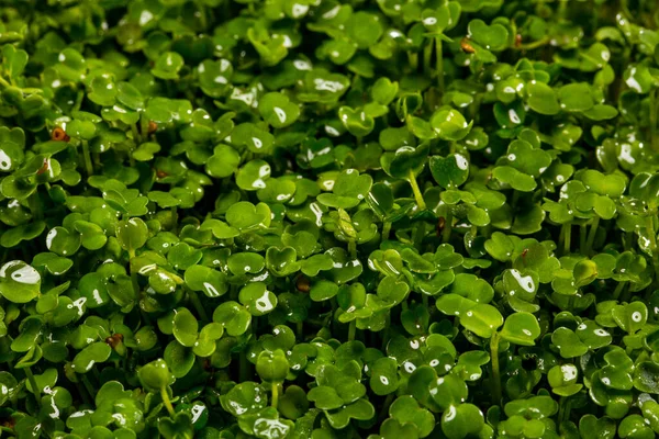 Radish Microgreen Sprouts Glass Transparent Form Growing White Mirrored Background — Stock Photo, Image