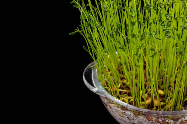 Microgreen Sprouts Lentils Glass Transparent Container Growing Black Glossy Background — Stock Photo, Image