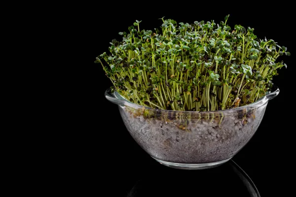 Microgreen Sprouts Red Cabbage Glass Transparent Form Growing Black Glossy — Stock Photo, Image