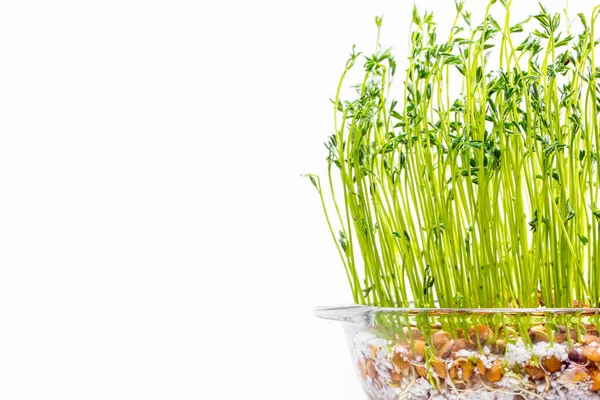 Microgreen Sprouts Lentils Glass Transparent Container Growing White Mirrored Background — Stock Photo, Image
