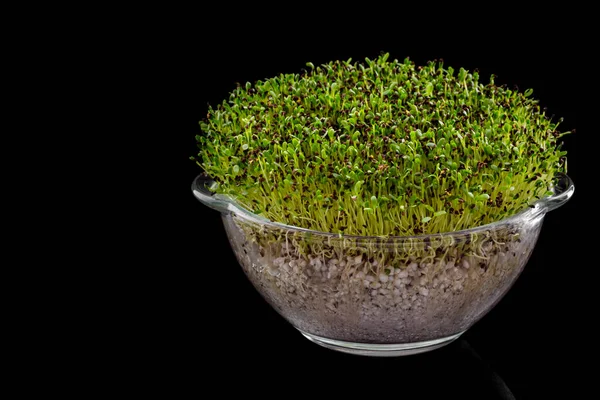 Sprouts of microgreen buckwheat in a glass, transparent container for growing. Black, glossy background.