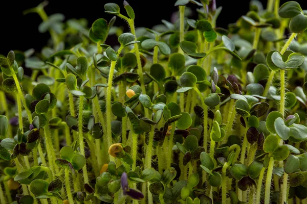 Bardakta mikroyeşil lahana filizleri, büyümek için şeffaf bir form. Siyah, parlak arkaplan.