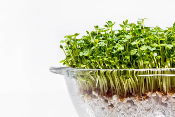 Bardakta turp mikroyeşil filizler, şeffaf, büyümek için biçimli. Beyaz, aynalı arkaplan.